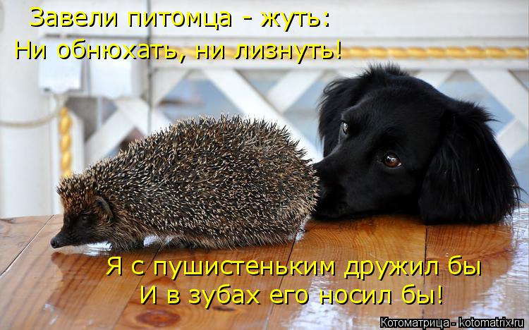 Котоматрица: Завели питомца - жуть: Ни обнюхать, ни лизнуть! Я с пушистеньким дружил бы И в зубах его носил бы!