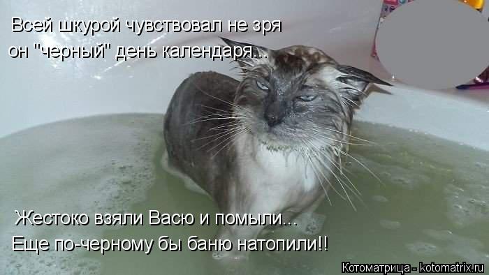Котоматрица: Всей шкурой чувствовал не зря он "черный" день календаря... Жестоко взяли Васю и помыли... Еще по-черному бы баню натопили!!