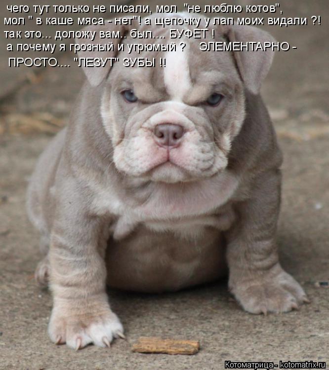 Котоматрица: чего тут только не писали, мол  "не люблю котов", мол " в каше мяса - нет"! а щепочку у лап моих видали ?! так это... доложу вам.. был.... БУФЕТ ! а поче