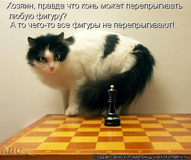 Котоматрица: Хозяин, правда что конь может перепрыгивать любую фигуру? А то чего-то все фигуры не перепрыгивают!