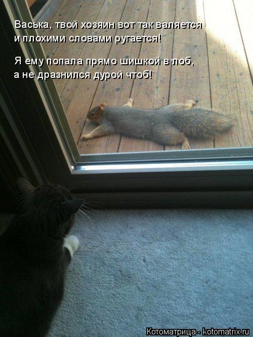 Котоматрица: Васька, твой хозяин вот так валяется  и плохими словами ругается! Я ему попала прямо шишкой в лоб,  а не дразнился дурой чтоб!