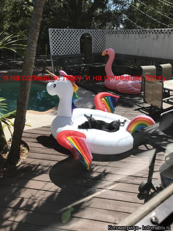 Котоматрица: я на солнышке лежу  и на солнышко гляжу