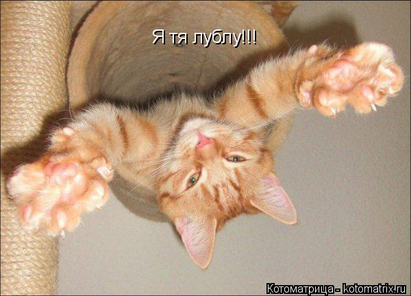 Котоматрица: Я тя лублу!!!