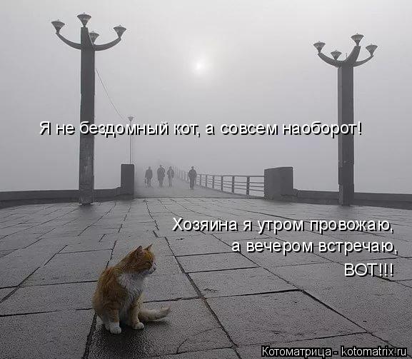 Котоматрица: Я не бездомный кот, а совсем наоборот! Хозяина я утром провожаю,  а вечером встречаю,  ВОТ!!!