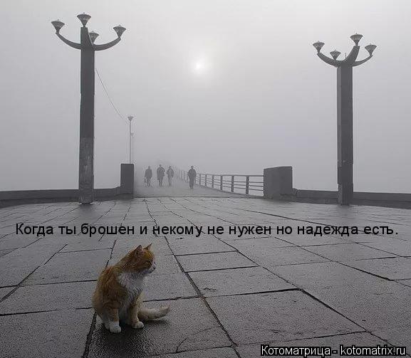 Котоматрица: Когда ты брошен и некому не нужен но надежда есть.