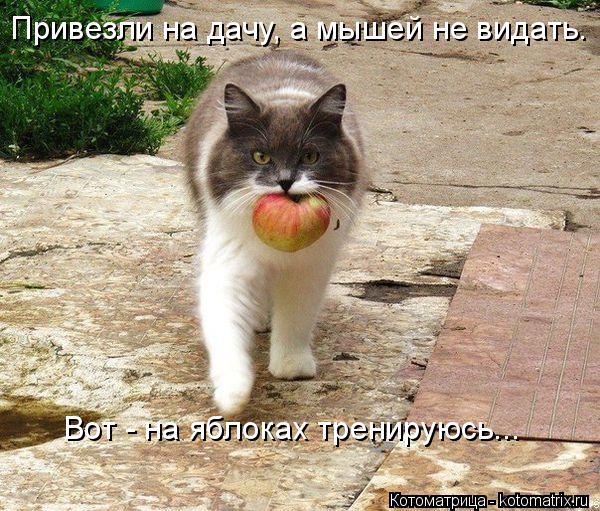 Котоматрица: Привезли на дачу, а мышей не видать. Вот - на яблоках тренируюсь...