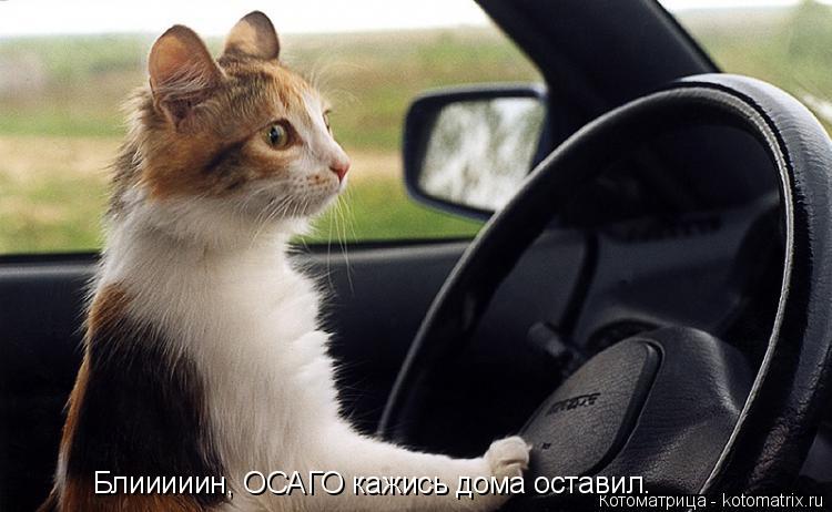 Котоматрица: Блииииин, ОСАГО кажись дома оставил.