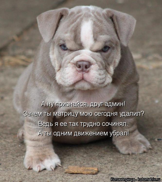 Котоматрица: А ну признайся, друг админ! Зачем ты матрицу мою сегодня удалил? Ведь я ее так трудно сочинял. А ты одним движением убрал!