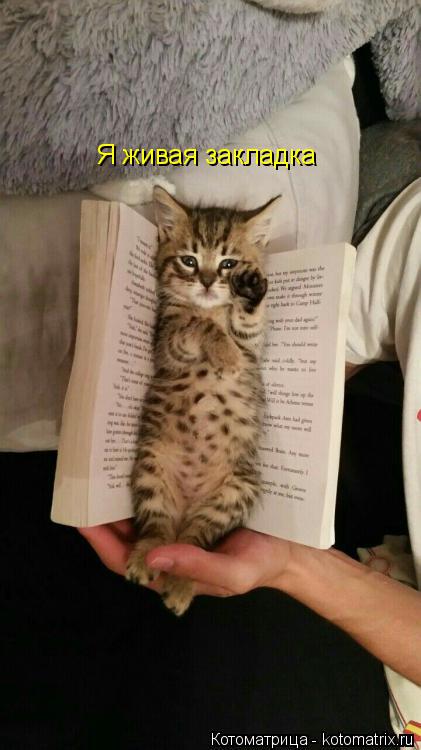 Котоматрица: Я живая закладка