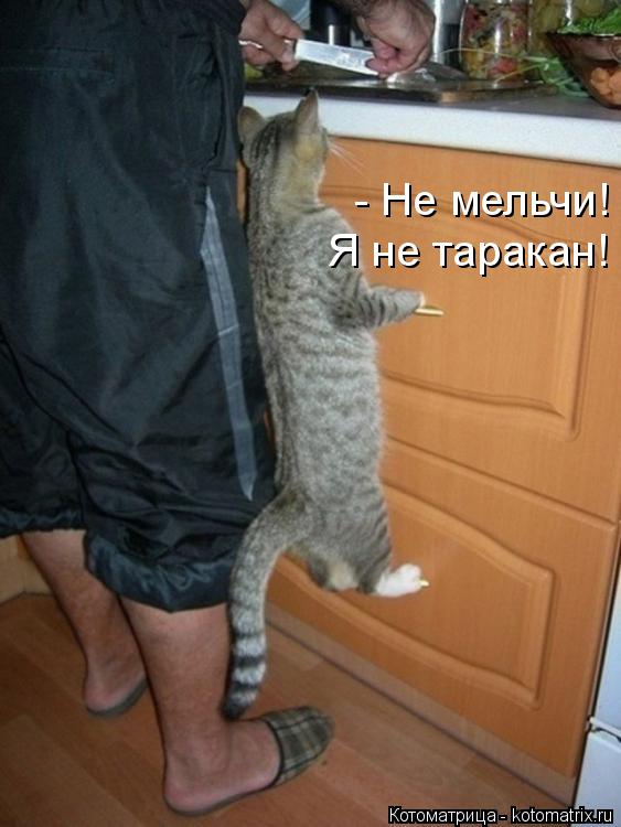 Котоматрица: - Не мельчи! Я не таракан!