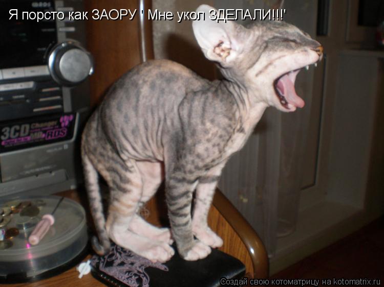Котоматрица: Я порсто как ЗАОРУ ' Мне укол ЗДЕЛАЛИ!!!'