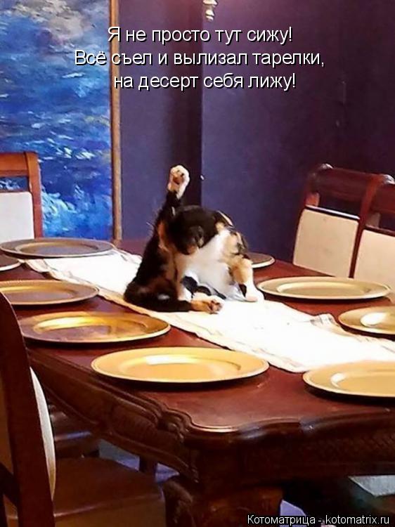 Котоматрица: Я не просто тут сижу! Всё съел и вылизал тарелки, на десерт себя лижу!