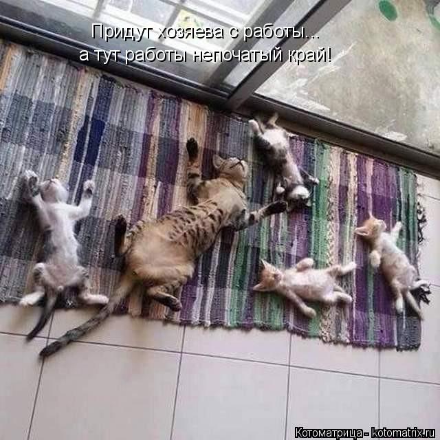Придут хозяева с работы... а тут работы непочатый край!... Котоматрица: Придут хозяева с работы... а тут работы непочатый край!