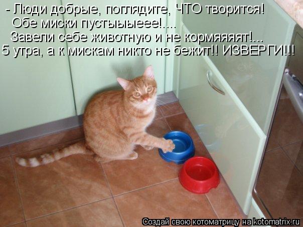 Котоматрица: - Люди добрые, поглядите, ЧТО творится! Обе миски пустыыыеее!.... Завели себе животную и не кормяяяят!...  5 утра, а к мискам никто не бежит!! ИЗВЕР