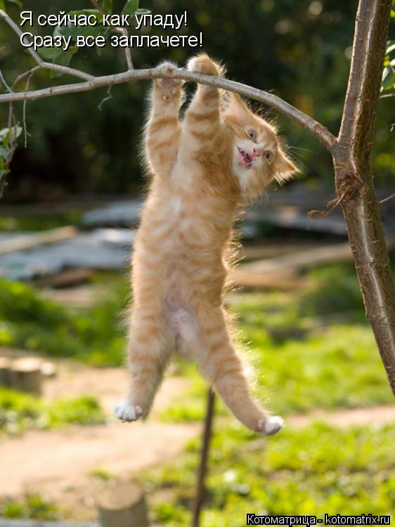 Котоматрица: Я сейчас как упаду! Сразу все заплачете!