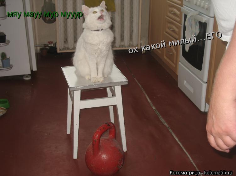 Котоматрица: мяу мауу мур мууур ох какой милый...ЕГО