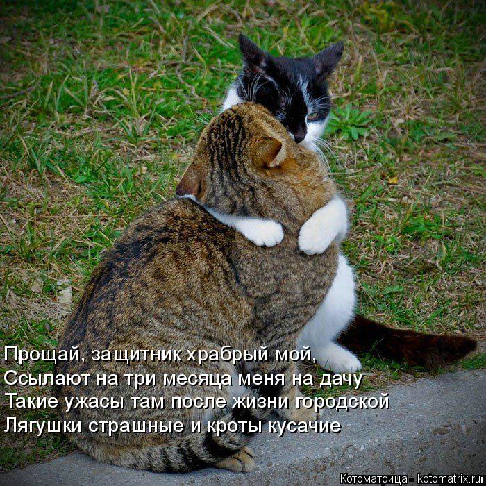 Котоматрица: Прощай, защитник храбрый мой,  Ссылают на три месяца меня на дачу  Такие ужасы там после жизни городской  Лягушки страшные и кроты кусачие