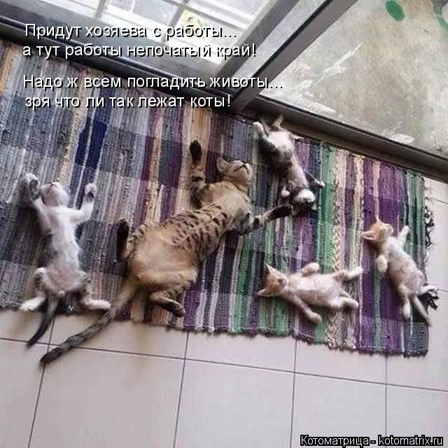 Котоматрица: Придут хозяева с работы... а тут работы непочатый край! Надо ж всем погладить животы... зря что ли так лежат коты!
