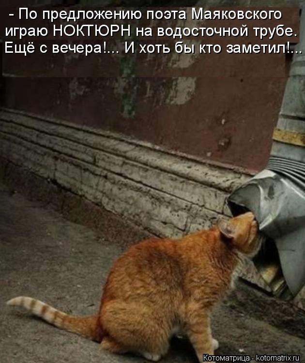 Котоматрица: - По предложению поэта Маяковского играю НОКТЮРН на водосточной трубе. Ещё с вечера!... И хоть бы кто заметил!...