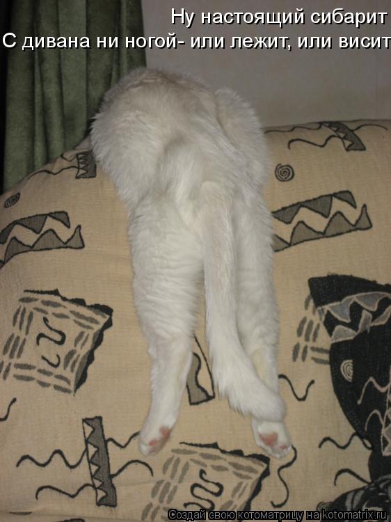Котоматрица: С дивана ни ногой- или лежит, или висит Ну настоящий сибарит