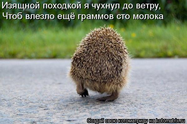 Котоматрица: Изящной походкой я чухнул до ветру, Чтоб влезло ещё граммов сто молока