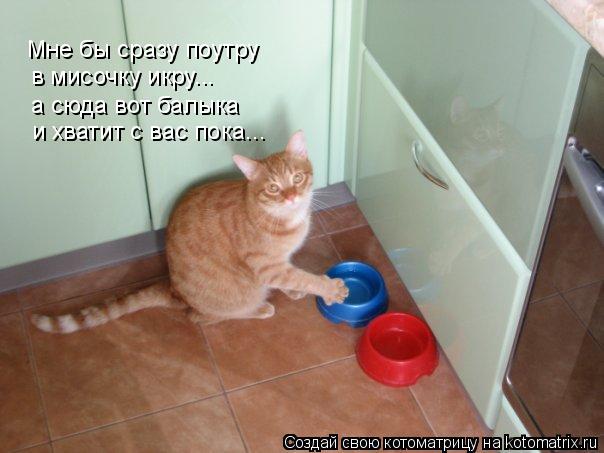 Котоматрица: Мне бы сразу поутру в мисочку икру... а сюда вот балыка и хватит с вас пока...