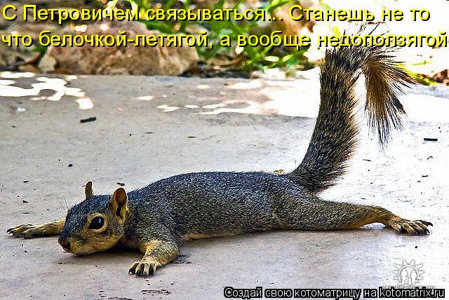 Котоматрица: С Петровичем связываться... Станешь не то что белочкой-летягой, а вообще недоползягой