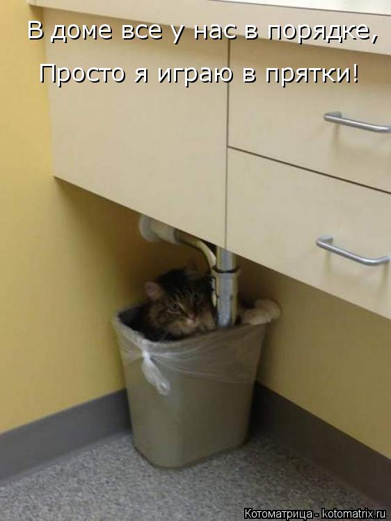 В доме все у нас в порядке, Просто я играю в прятки!... Котоматрица: В доме все у нас в порядке, Просто я играю в прятки!