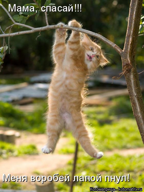 Котоматрица: Мама, спасай!!! Меня воробей лапой пнул!