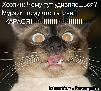 Котоматрица: Хозяин: Чему тут удивляешься? Мурзик: тому что ты съел КАРАСЯ!!!!!!!!!!!!!!!!!!!!!!!!!!!!!!!!
