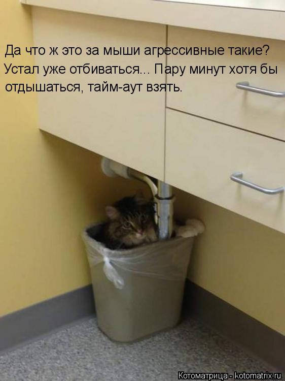 Котоматрица: Да что ж это за мыши агрессивные такие? Устал уже отбиваться... Пару минут хотя бы  отдышаться, тайм-аут взять.