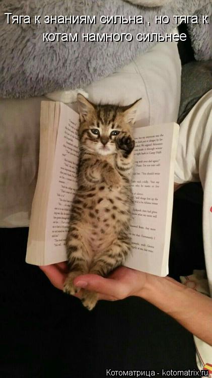 Котоматрица: Тяга к знаниям сильна , но тяга к  котам намного сильнее