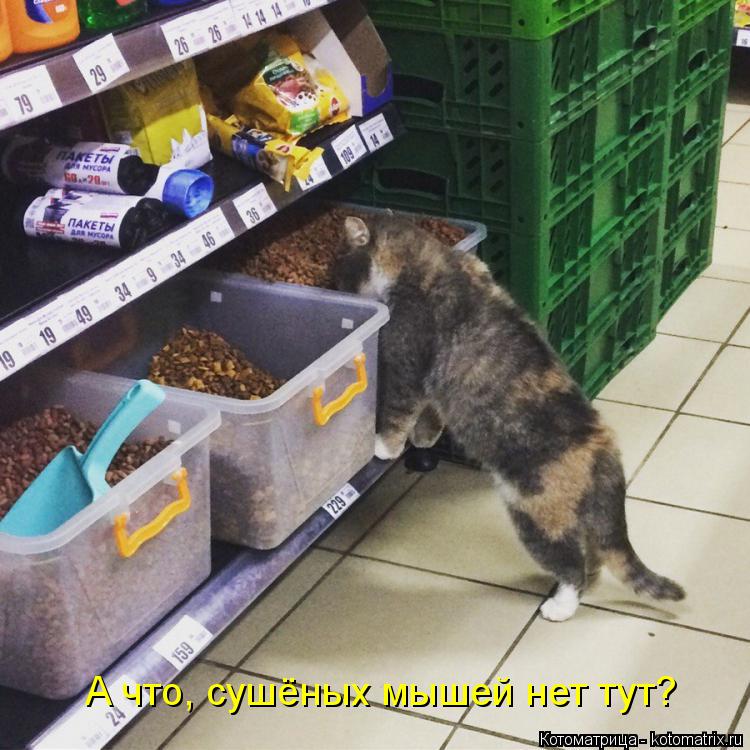 Котоматрица: А что, сушёных мышей нет тут?