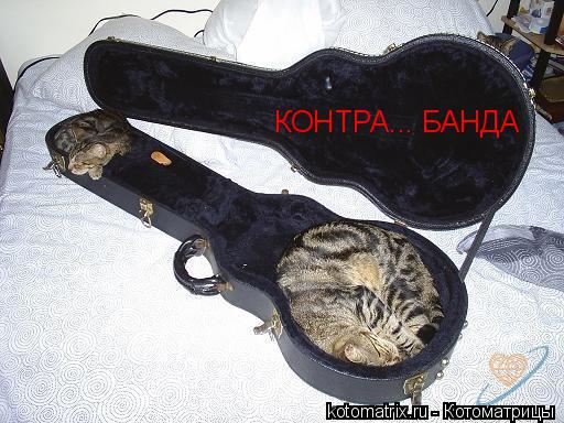 Котоматрица: КОНТРА... БАНДА