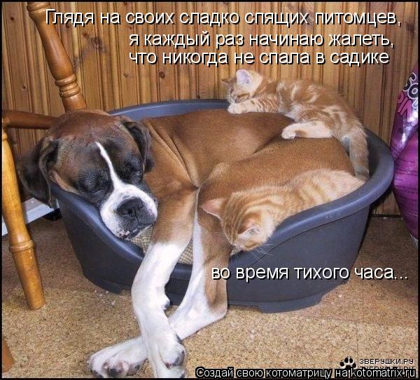 Котоматрица: Глядя на своих сладко спящих питомцев,  я каждый раз начинаю жалеть,  что никогда не спала в садике во время тихого часа...