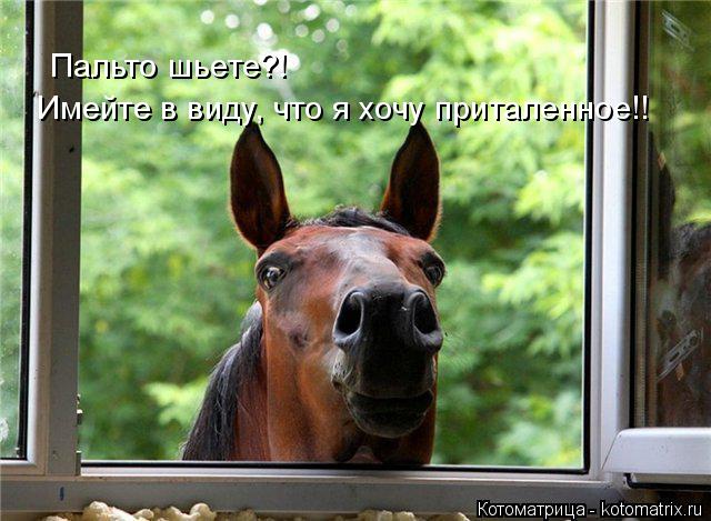 Котоматрица: Пальто шьете?! Имейте в виду, что я хочу приталенное!!