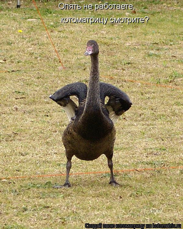 Котоматрица: Опять не работаете,  котоматрицу смотрите?