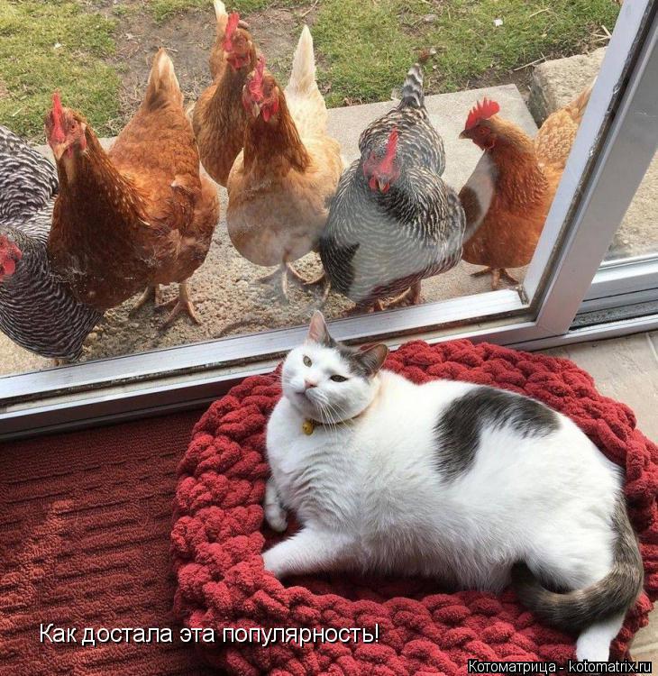 Котоматрица: Как достала эта популярность!