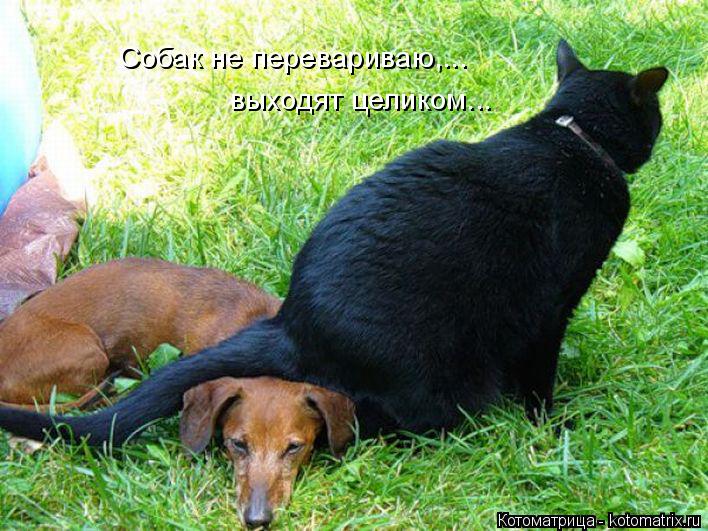 Котоматрица: Собак не перевариваю,... выходят целиком...