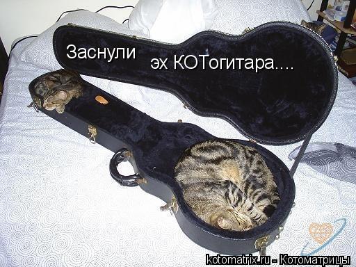 Котоматрица: Заснули эх КОТогитара....
