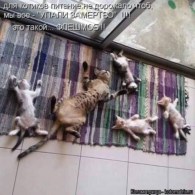 Котоматрица: для котиков питание не дорожало чтоб, мы все - "УПАЛИ ЗАМЕРТВО"  !!!! это такой... ФЛЕШМОБ !!