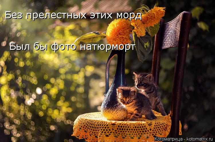 Котоматрица: Без прелестных этих морд Был бы фото натюрморт