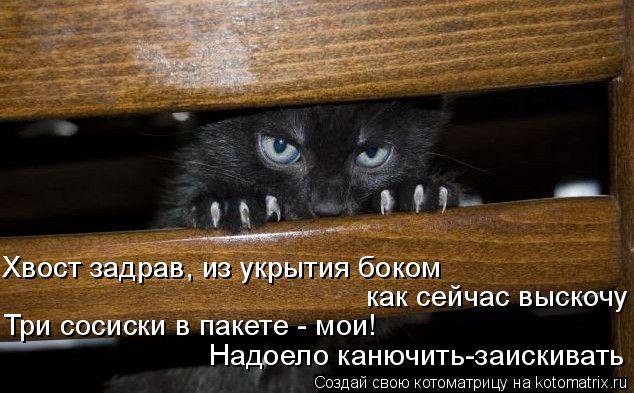 Котоматрица: Хвост задрав, из укрытия боком  как сейчас выскочу  Три сосиски в пакете - мои!  Надоело канючить-заискивать