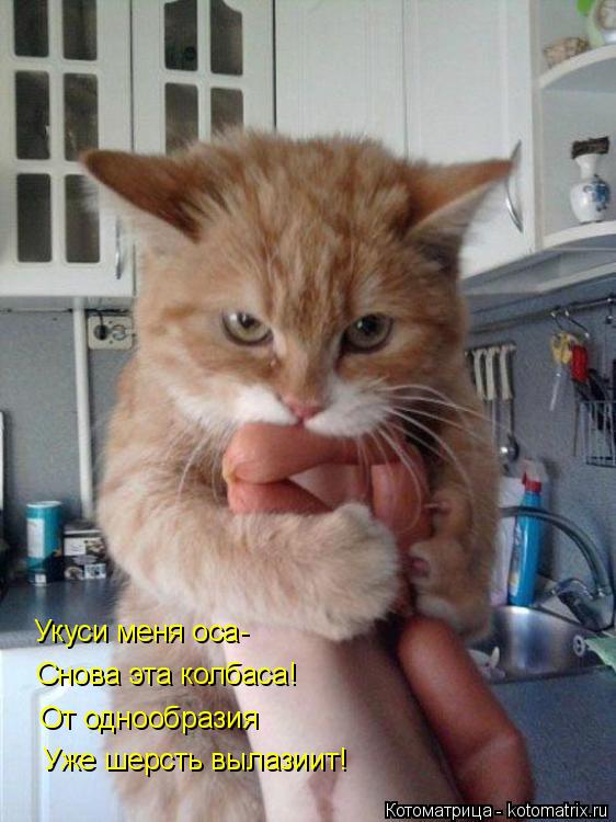 Котоматрица: Укуси меня оса- Снова эта колбаса! От однообразия Уже шерсть вылазиит!
