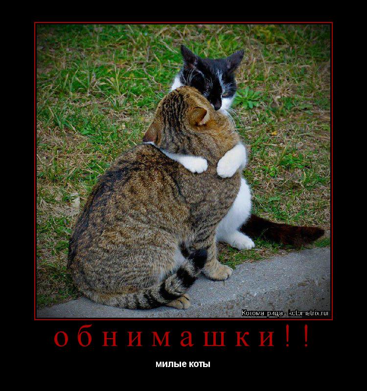 Котоматрица: обнимашки!! милые коты