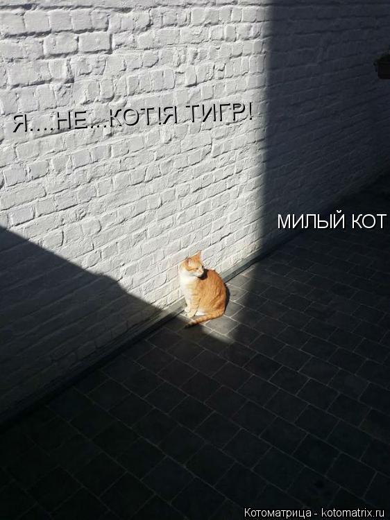 Котоматрица: МИЛЫЙ КОТ Я....НЕ...КОТ!Я ТИГР!