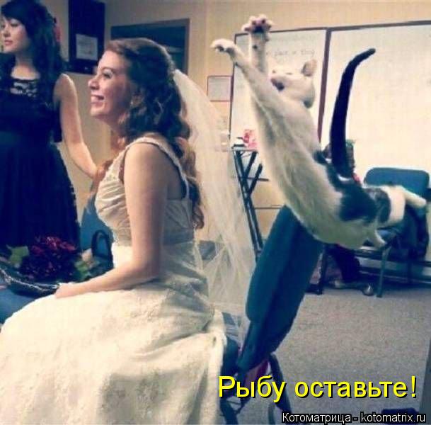 Котоматрица: Рыбу оставьте!