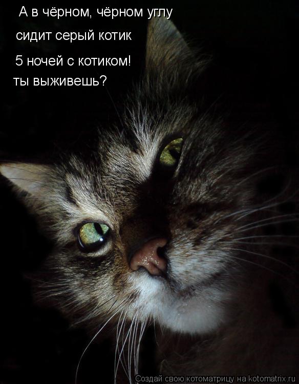 Котоматрица: А в чёрном, чёрном углу сидит серый котик 5 ночей с котиком! ты выживешь?