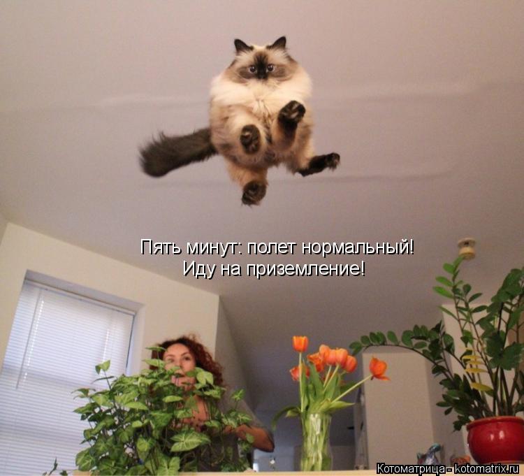 Котоматрица: Пять минут: полет нормальный! Иду на приземление!