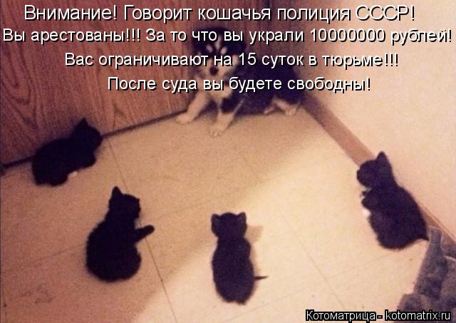 Котоматрица: Внимание! Говорит кошачья полиция СССР! Вы арестованы!!! За то что вы украли 10000000 рублей! Вас ограничивают на 15 суток в тюрьме!!! После суда вы 